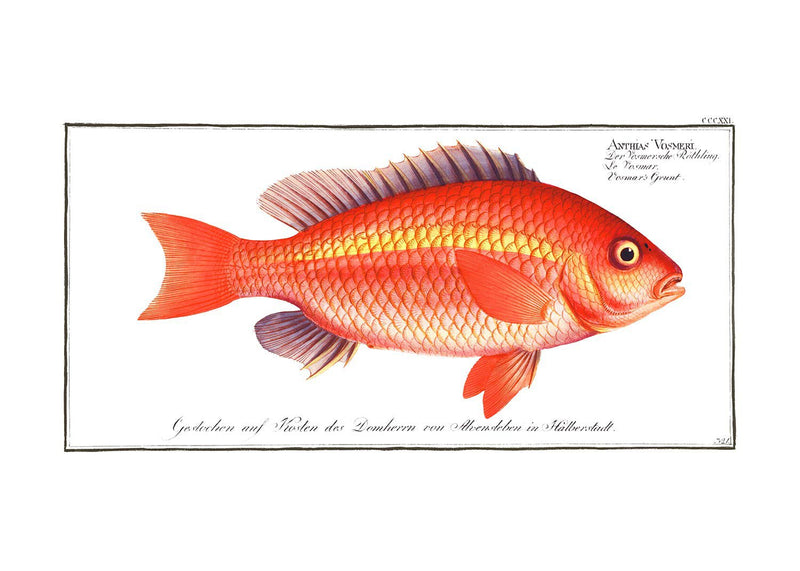 Goldfish Antique Vintage Print