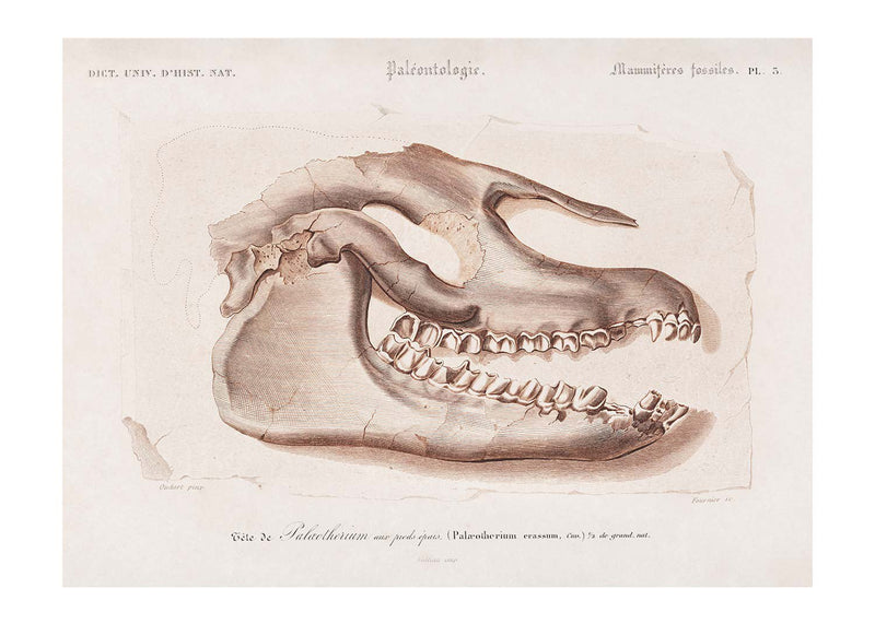 Fossil Skull Vintage Antique Print