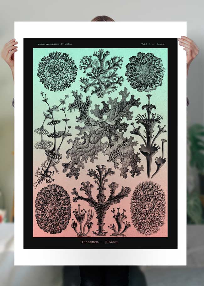 Lichens Pink and Teal Vintage Antique Print