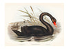 Black Swan Vintage Antique Bird Print