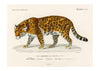 Leopard Vintage Antique Print