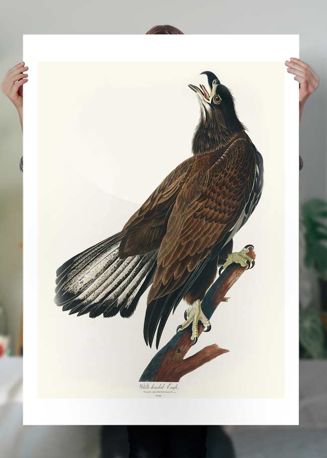 White Headed Eagle Vintage Antique Bird Print