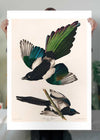 Magpies Vintage Antique Bird Print
