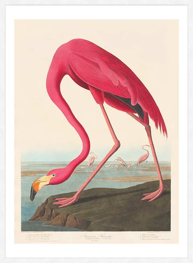 American Flamingo Vintage Antique Bird Print