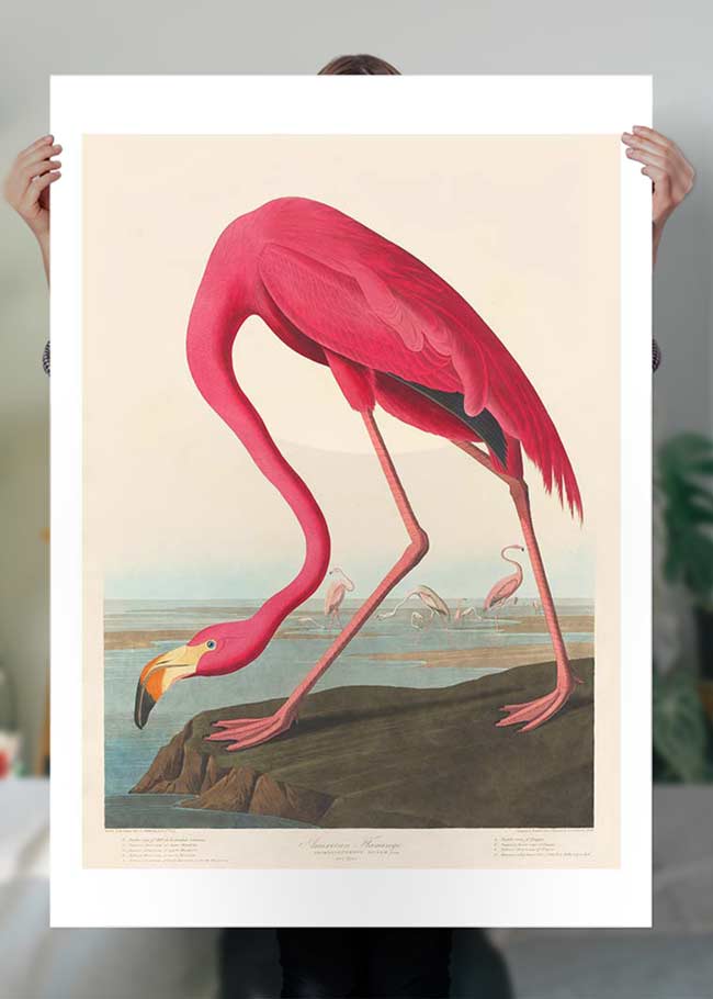 American Flamingo Vintage Antique Bird Print