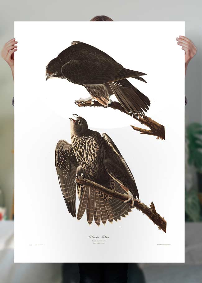 Labrador Falcon Vintage Antique Bird Print