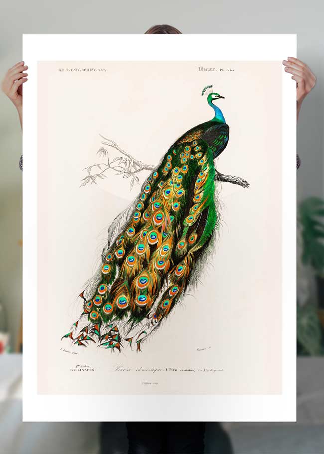 Peacock Vintage Bird Print