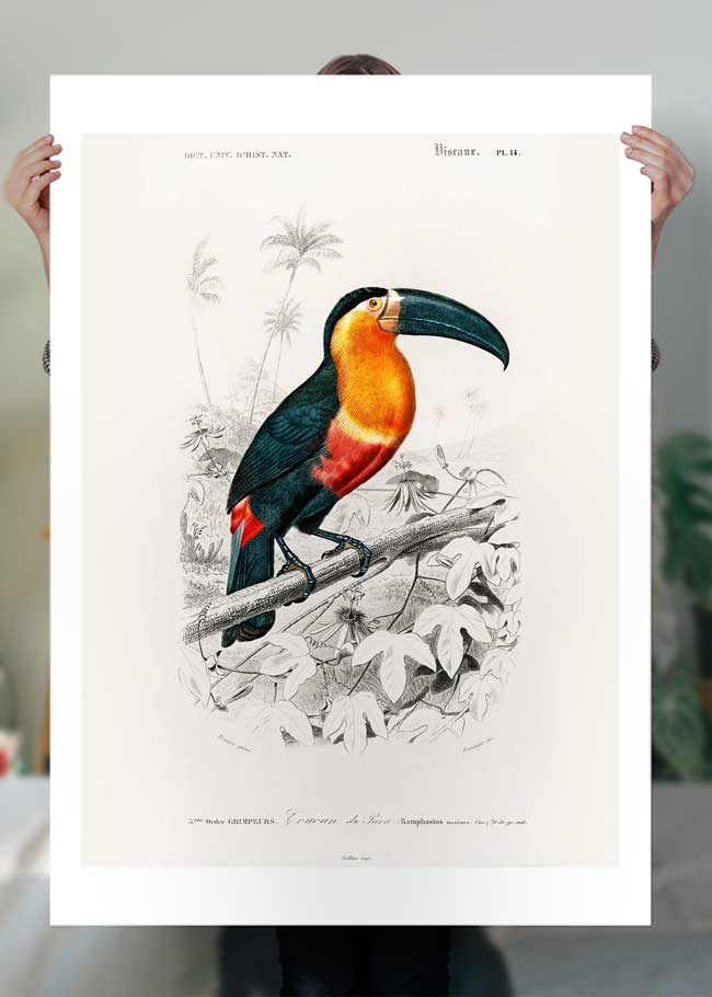 Toucan Vintage Bird Print