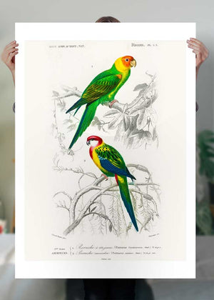 Parakeets Vintage Bird Print