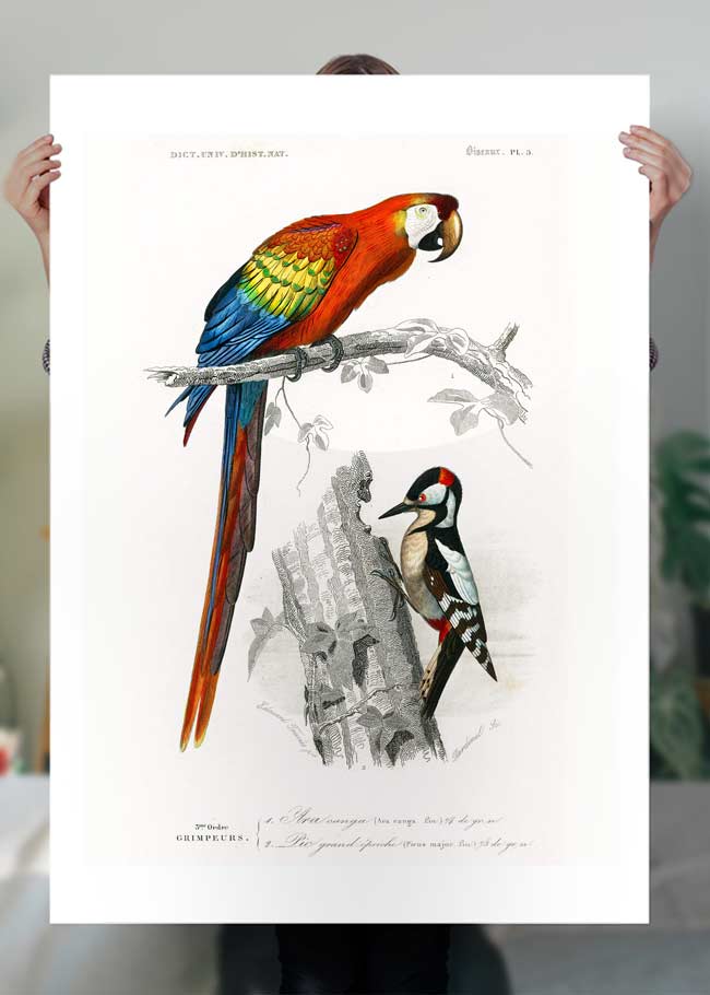 Parrot Vintage Bird Print