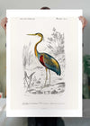 Heron Vintage Bird Print