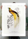 Bird of Paradise Vintage Bird Print