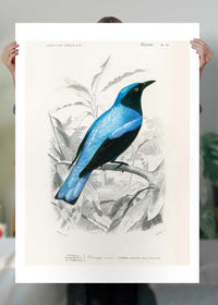 Drongo Vintage Bird Print