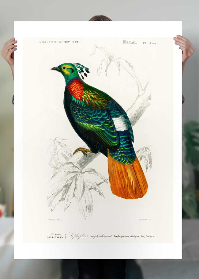 Pheasant Vintage Bird Print
