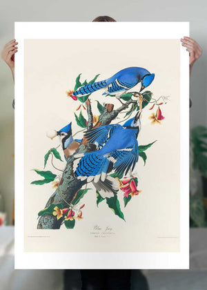 Blue Jay Vintage Bird Print
