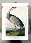 Whooping Crane Vintage Bird Print