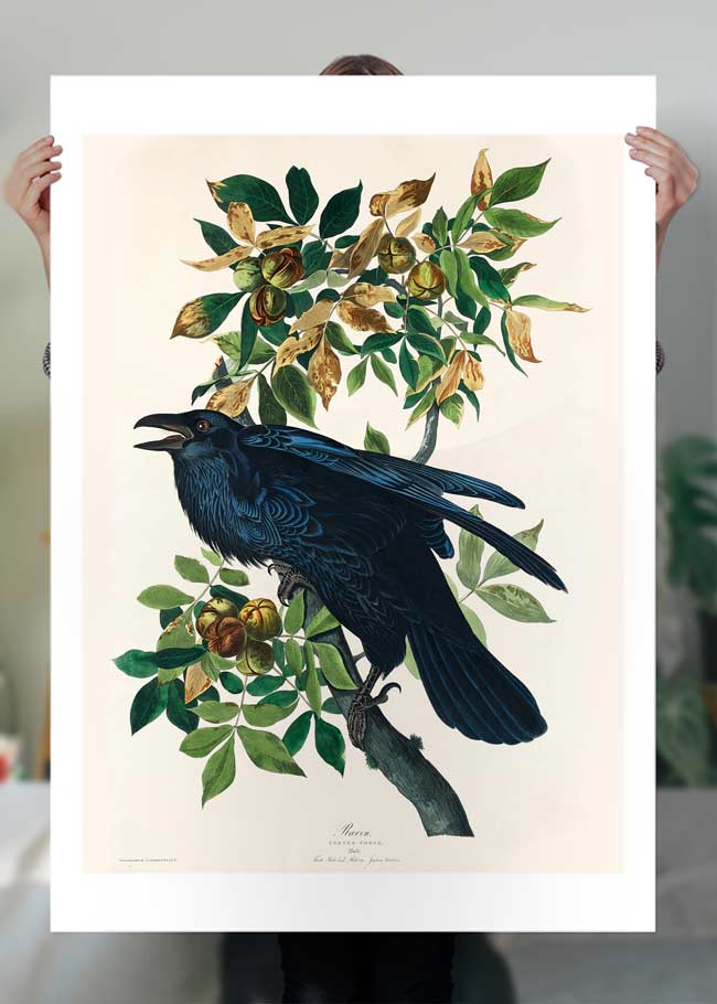 Raven Vintage Bird Print