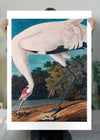Whooping Crane 2 Vintage Bird Print