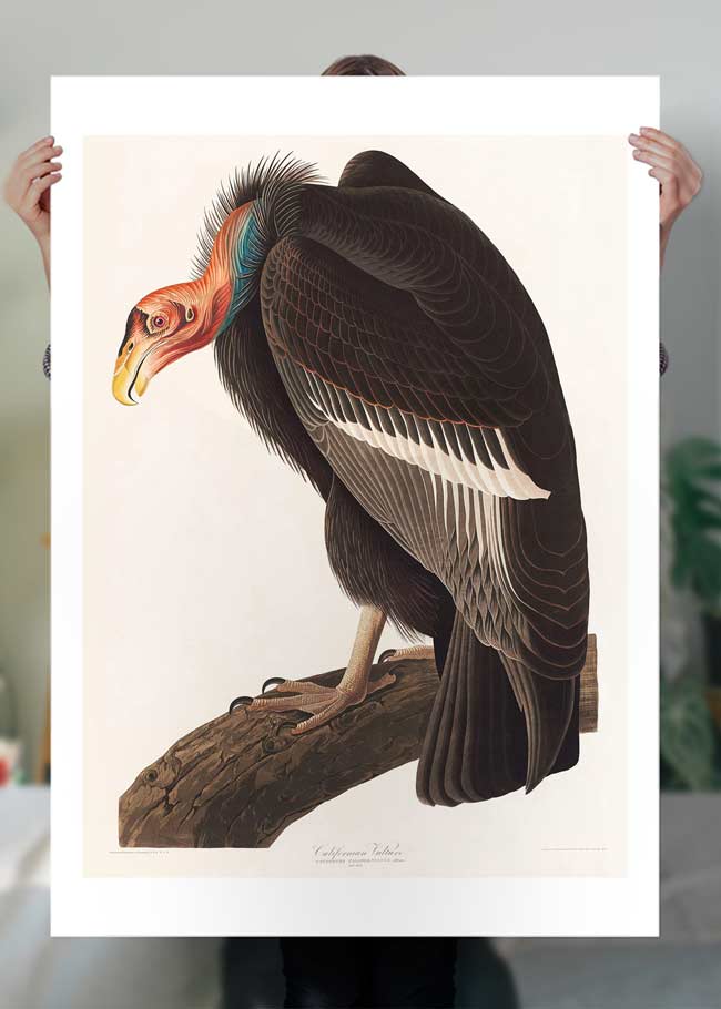 Vulture Vintage Bird Print