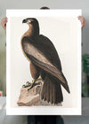 Sea Eagle Vintage Bird Print