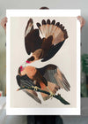 Brazilian Eagle Vintage Bird Print