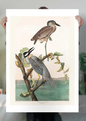 Yellow Crowned Heron Vintage Bird Print