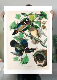 Wood Duck Vintage Bird Print