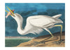 Great White Heron Vintage Bird Print