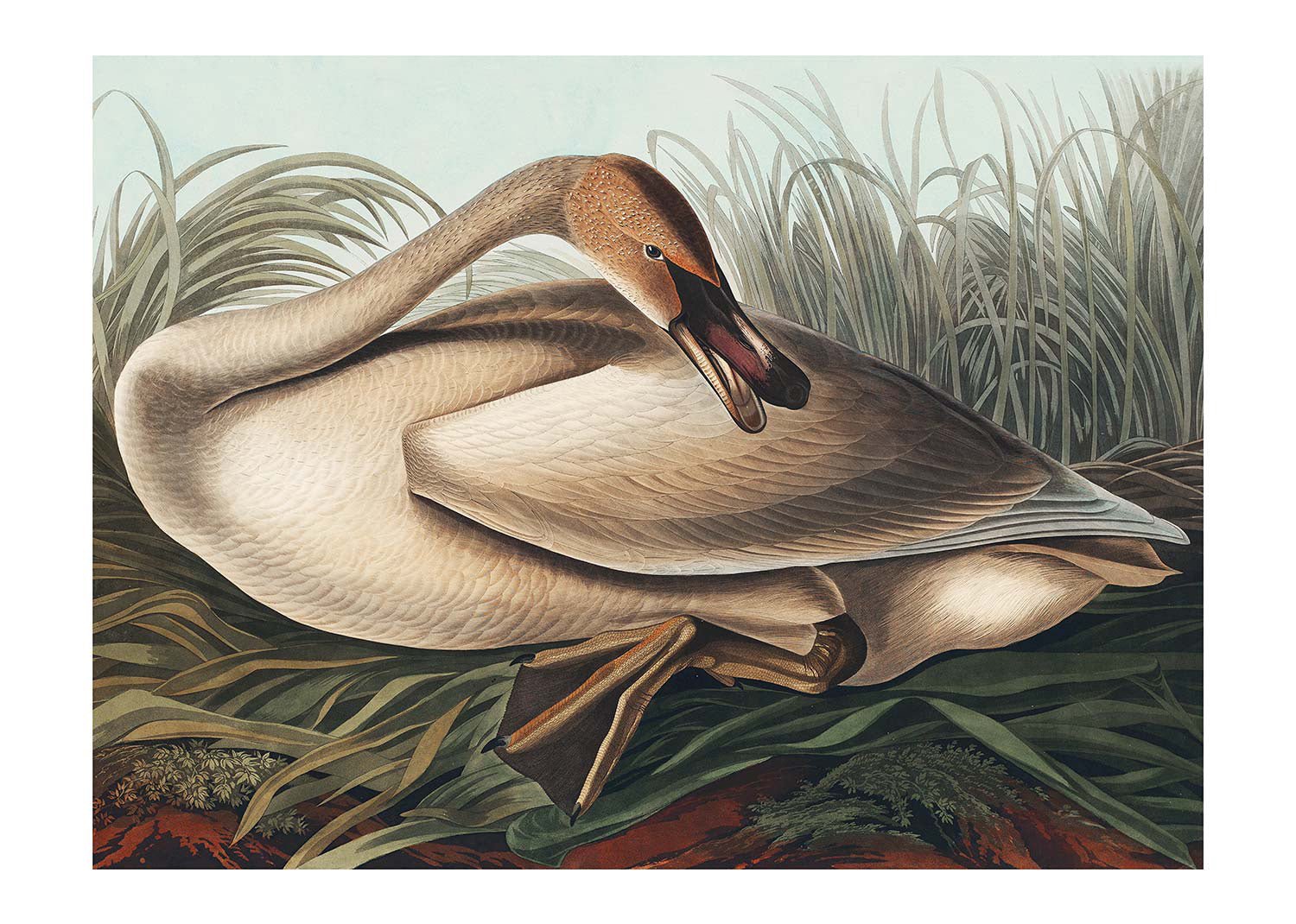 Trumpeter Swan Vintage Bird Print