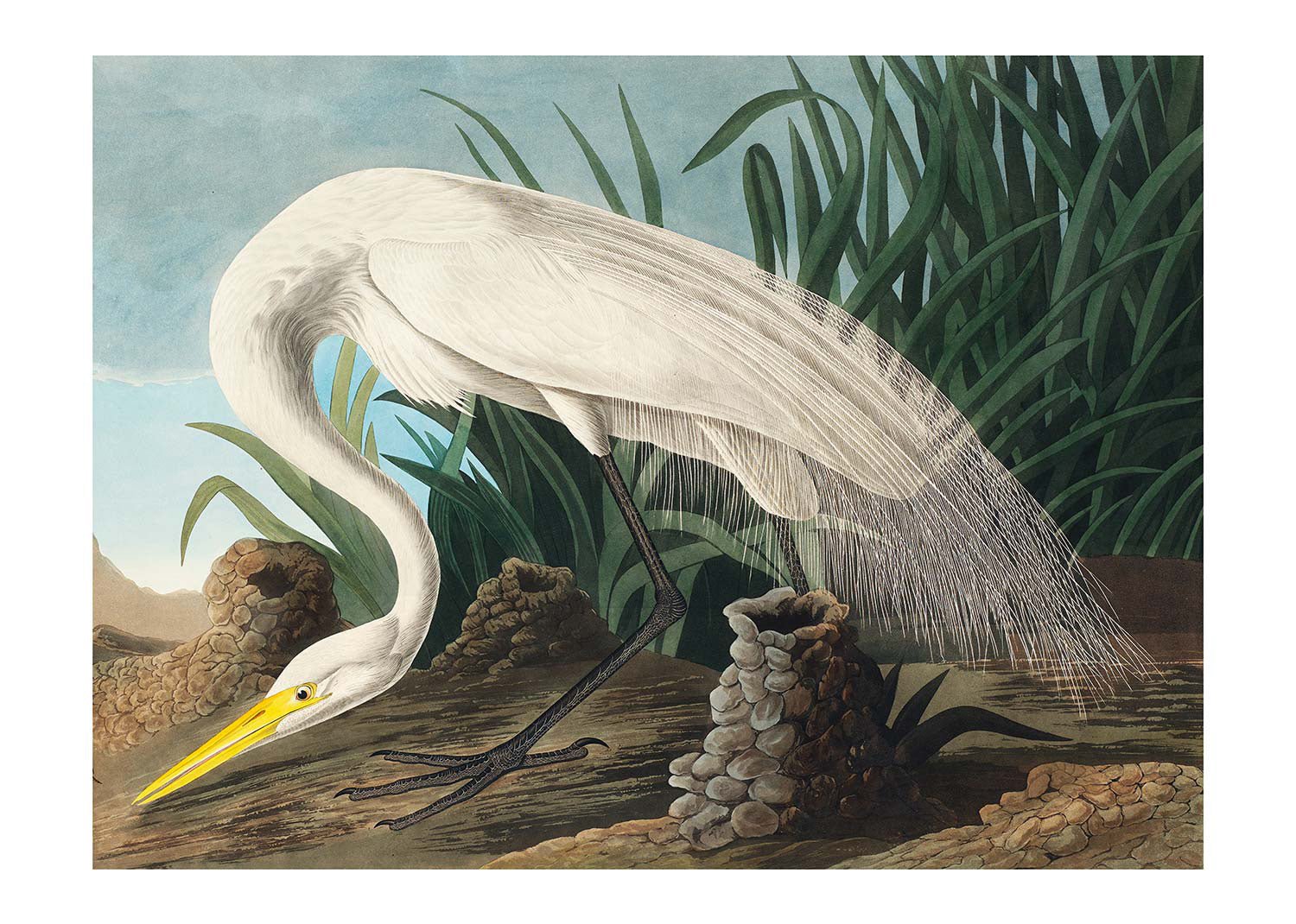White Heron Vintage Bird Print