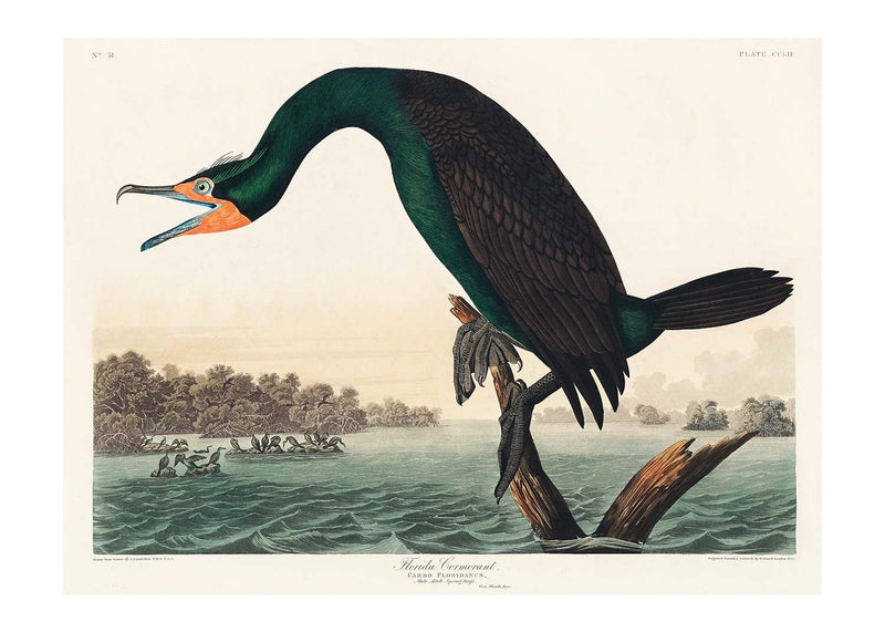 Florida Cormorant Vintage Bird Print