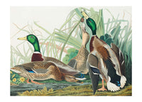 Mallard Duck Vintage Bird Print