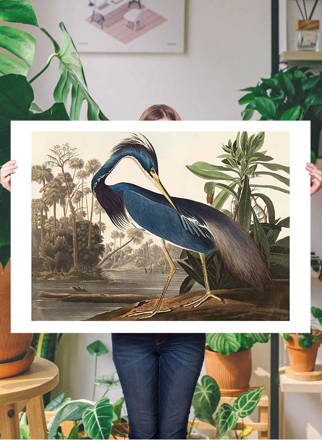 Louisiana Heron Vintage Bird Print