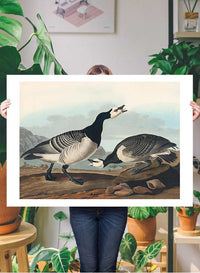 Barnacle Goose Vintage Bird Print