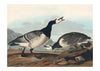 Barnacle Goose Vintage Bird Print
