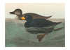 Scoter Duck Vintage Bird Print