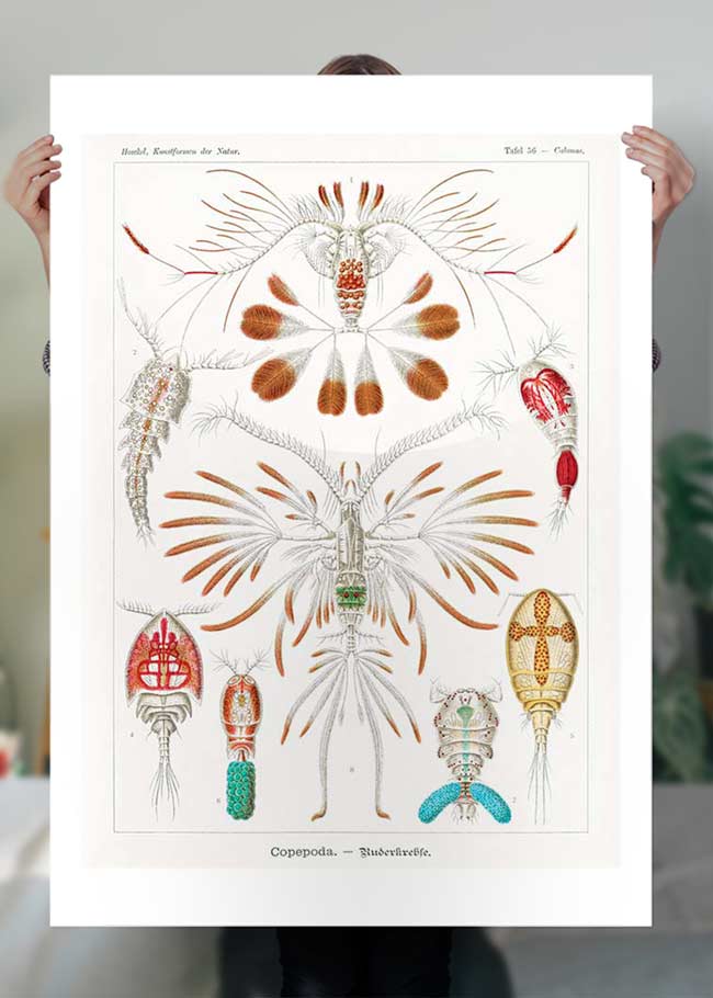 Copopod Crustaceans Illustration Print