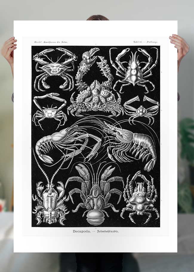 Crabs Black & White Illustration Print