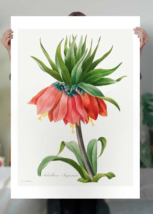 Crown Imperial Fritillary Flower Print