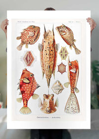 Fish & Sea Creatures Vintage Illustration Print