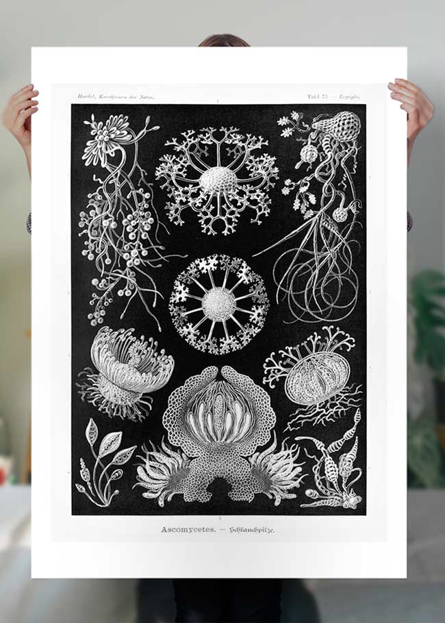 Fungi Illustration Print