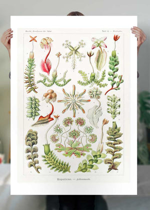 Hepaticae–Lebermoose Liverworts by Ernst Haeckel Print
