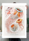 Jellyfish Illustration Vintage Print