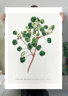Manchineel Berry Botanical Print