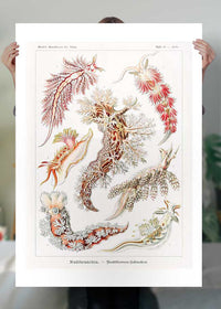 Marine Mollusks Antique Illustration Print