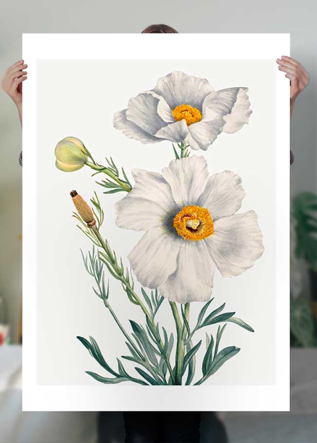 Matilija Poppy Flower Illustration Print
