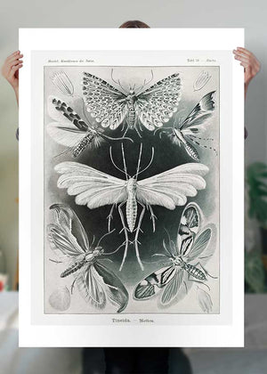 Moths Black & White Illustration Gothic Print