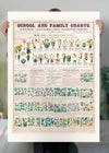 School and Family Charts - Classification of Plants Botanical Chart