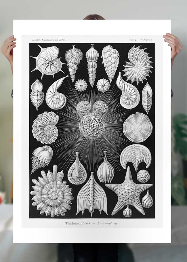 Thalamophora–Kammerlinge Microorganisms Illustration Print