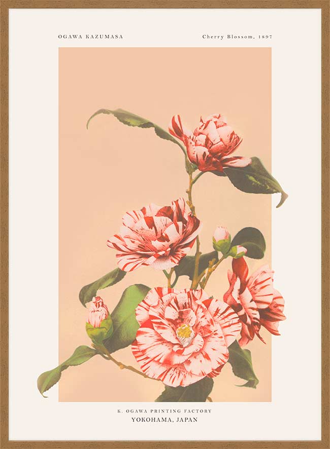 Striped Camellias Ogawa Kazumasa Flowers Print